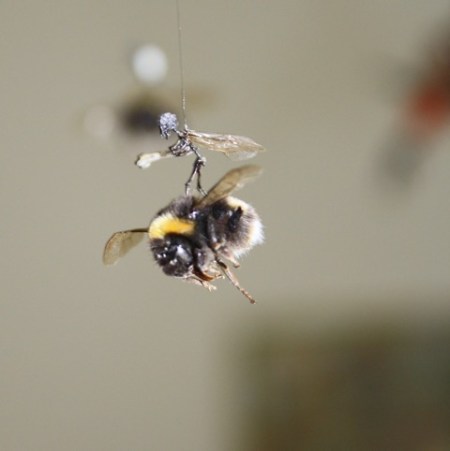 tessa-farmer-the-forest-assassins-2