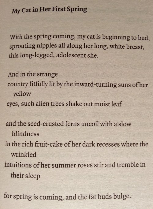 Unicorn - Poem about Cat